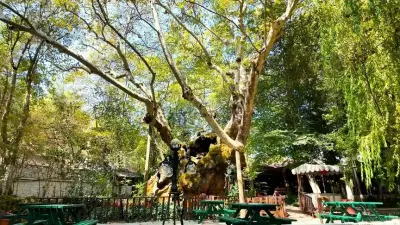854 Yıllık Anıt Ağaç: Doğa Mirasının Zaman Tanığı
