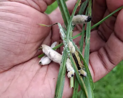 Afrika Orduböceği Tehdidine Karşı Çığır Açan Doğal Çözüm Umudu
