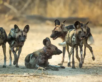 Zambiya savanında uzun bir yolculuk yapan üç Afrika yaban köpeği kardeşi