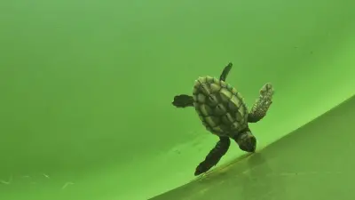 Akdeniz'in Mirası Mavi Sulara Kavuşuyor: Caretta Caretta Yavruları İçin Umut Dolu Dönem