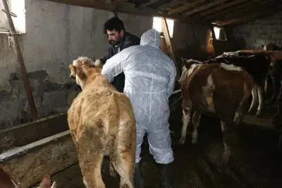 Amasya hayvan pazarı kapatıldı şap hastalığı