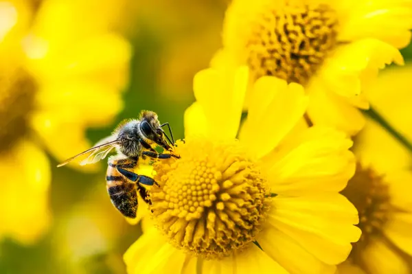 Amazon destekli Bee'nin yeni yapay zeka cihazları Bee Frontier ve Bee Eclipse