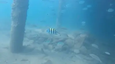 Antalya Körfezi'nde görüntülenen çizgili papaz balığı