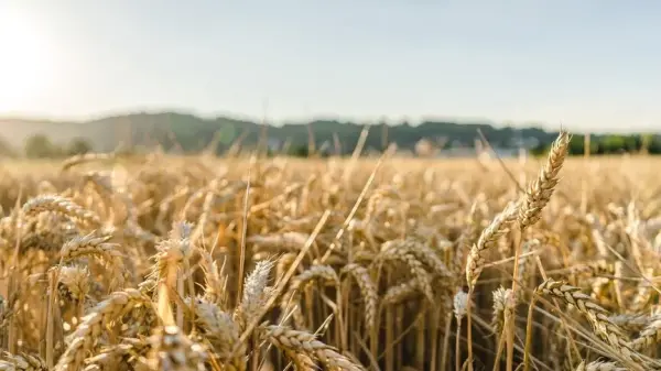 Kurak tarlada ürünlerini inceleyen çiftçi