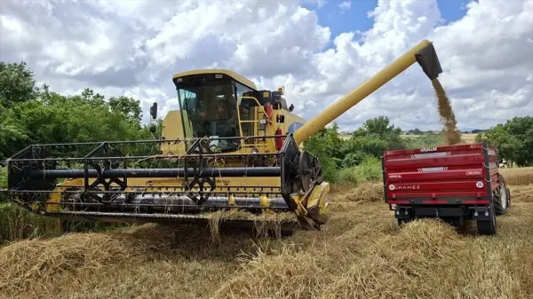 Bafra Ovası'nda hububat hasadı yapan biçerdöverler