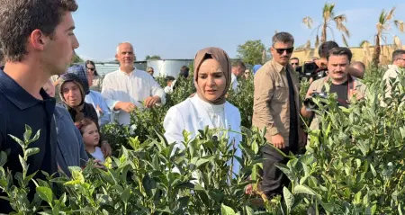 Aile ve Sosyal Hizmetler Bakanı Mahinur Özdemir Göktaş'ın Düzce'de yaban mersini bahçesi ziyareti