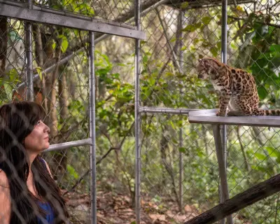 Bolivya Yungas ormanlarında keşfedilen yeni yaban kedisi Tilcayo