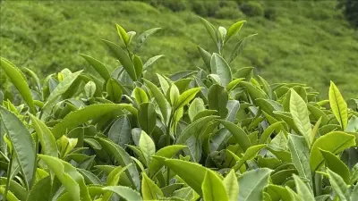 ÇAYKUR'dan Yaş Çay Alımlarında Kontenjan Uygulaması: Üreticilere Bayram Sonrası Yeni Düzenleme