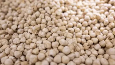 Düzce'den Avrupa Birliği'ne Fındık İhracatında İlk Yarı Rakamları Açıklandı