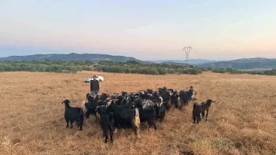 Elazığ'da Kaybolan 30 Keçi, Jandarma Dron Desteğiyle Bir Saatte Bulundu