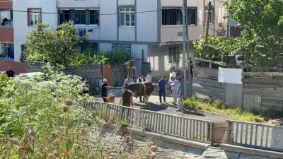 Esenyurt'ta Kurban Bayramı'nın İlk Gününde Kuralsız Kesime Zabıta Müdahalesi: Çevre Sağlığı Alarmı