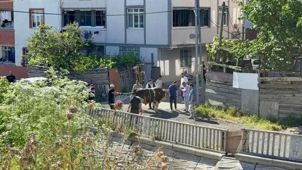 Esenyurt'ta Kurban Bayramı'nda zabıtanın kuralsız kesime müdahalesi