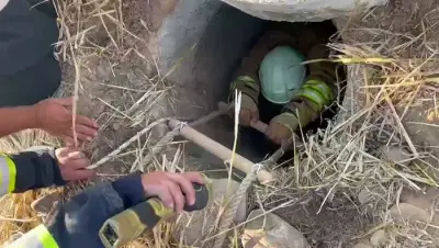 Hatay'ın Hassa İlçesinde Kuyuya Düşen Koyunlar İçin Başarılı Kurtarma Operasyonu
