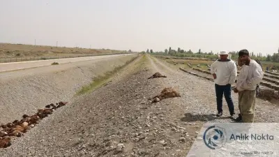 Iğdır'da Arı Saldırısı Sonrası Koyunların Ezilmesiyle İlgili İnceleme Başlatıldı: 400 Hayvan Telef Oldu
