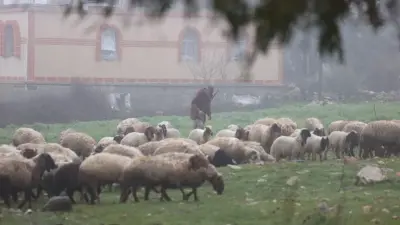 İsrail Askerleri Kuneytra Kırsalında Bir Çobanı Alıkoydu