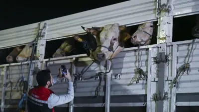 İstanbul'da Kurbanlık Hayvan Sevkleri Başladı