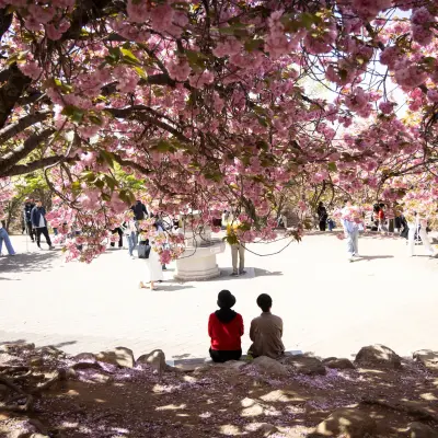 Japonların Geleneksel Hanami Rotası Genişliyor: Güney Kore'nin Kiraz Çiçekleri Büyülüyor