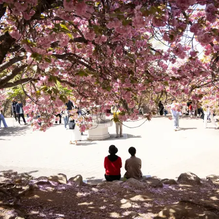 Güney Kore'de pembe kiraz çiçekleri arasında yürüyen Japon turistler