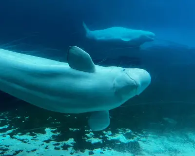 Kanada, Marineland'deki 30 Beyaz Balinanın Yeni Yuvalarına Nakli İçin Anlaştı