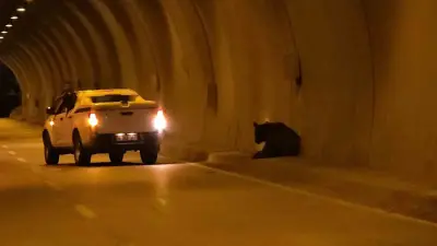 Karabük Tünelinde Otomobilin Çarptığı Yaralı Ayı, Uzun Süren Operasyonla Kurtarıldı