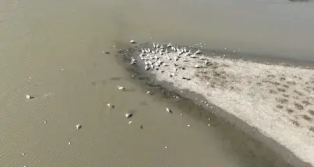 Karacabey Gölü üzerinde süzülen pelikan sürüsü havadan görünüm