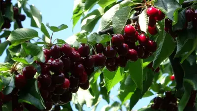 Kastamonu'da Kiraz Faciası: Çiftin Şüpheli Ölümüyle İlgili Soruşturma Derinleşiyor