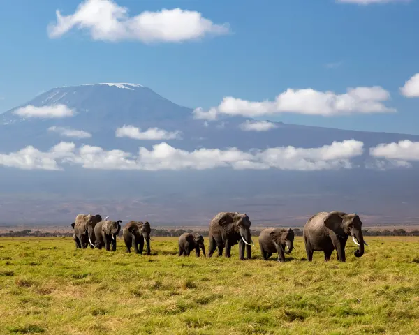 Amboseli Ulusal Parkı'nda ölen fillerin araştırıldığı alan