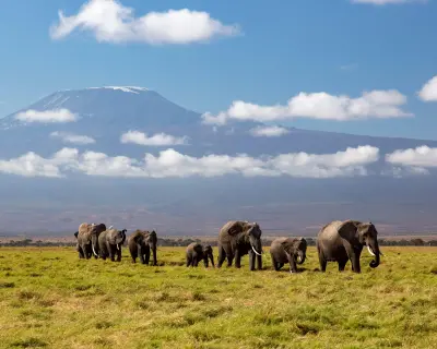 Kenya'da Amboseli Ulusal Parkı'nda 15 Filin Esrarengiz Ölümü Araştırılıyor