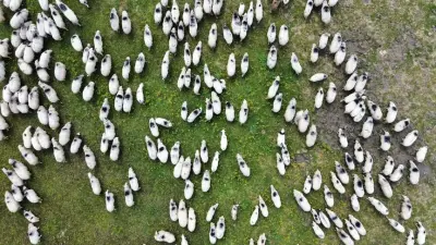 Yeşil bir merada otlayan koyun sürüsü