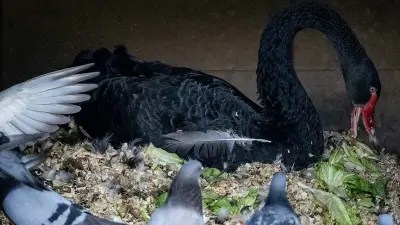 Kuğulu Park'ta Yeni Yaşam Heyecanı: Siyah Kuğular Kuluçkada
