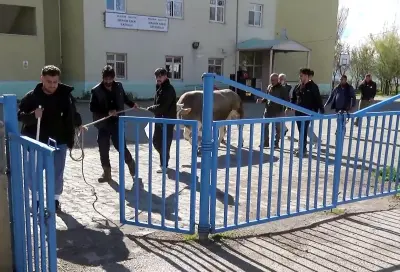 Kurban Bayramı'nda Acı Tesadüf: Kurban Keserken Kalp Krizi Geçiren Vatandaş Hayatını Kaybetti
