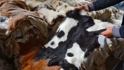 Kurban Derileri, Türk Deri Sektörüne Milyarlarca Dolarlık Katkı Sağlıyor
