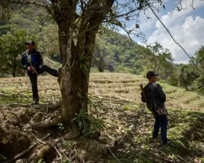 Meksika'da Uyuşturucu Karteli Saldırıları Yüzlerce Yerli Aileyi Yerinden Etti