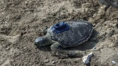 Mersin'de Uydu Takip Cihazlı Yeşil Deniz Kaplumbağaları Yeniden Denizle Buluştu