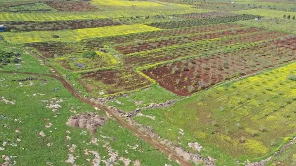 Şanlıurfa'da Ayanlar Höyük ve Yoğunburç kazı alanlarını gösteren genel plan