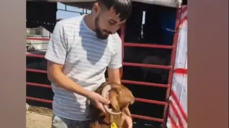 Osmaniye'de Kulağından Boynuz Çıkan Keçi