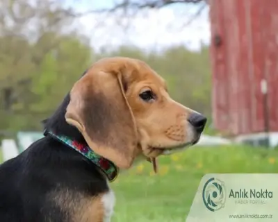 Protestoların Odağındaki Tesisten Kurtarılan Beagle'lar: "Güvende Olduklarını Biliyorlar"