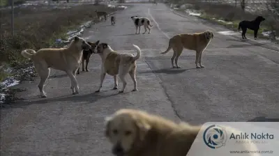 Şanlıurfa'da Sahipsiz Köpek Saldırısı: 70 Yaşındaki Adam Yaralandı, Mahalleli Çözüm Bekliyor