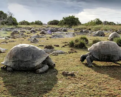 Aldabra dev kaplumbağası, Seyşeller'deki doğal yaşam alanında