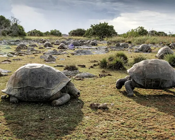 Aldabra dev kaplumbağası, Seyşeller'deki doğal yaşam alanında