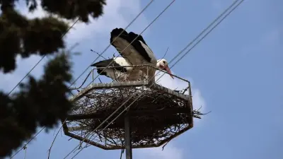 Sinop Saraydüzü Cuma Ovası'nda leylek yuvasında duran yavru leylekler