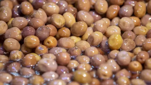 Türk çiftçi zeytin ağaçlarını inceliyor