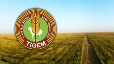 TİGEM 60 Ton Yapağı İçin İhale Sürecini Başlattı
