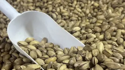 Türkiye'nin Fıstık İhracatında İlk Yarı Rakamları ve Yeni Pazar Arayışları