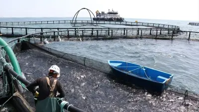 Türkiye Su Ürünleri İhracatında Rekor Kırdı: Hedef 'Türk Havyarı' ile Dünya Pazarında Liderlik
