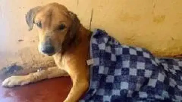 Uganda'da kurtarılan köpekler