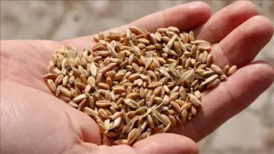 Yerli Tohumda 39 Yeni Çeşit Tescil Edildi: Milli Tarıma Güçlü Katkı