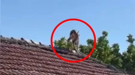 Yozgat'ta bir evin çatısında duran dağ keçisi