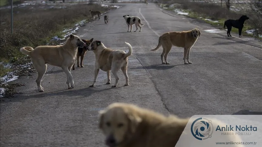 Şanlıurfa'da Sahipsiz Köpek Saldırısı: 70 Yaşındaki Adam Yaralandı, Mahalleli Çözüm Bekliyor